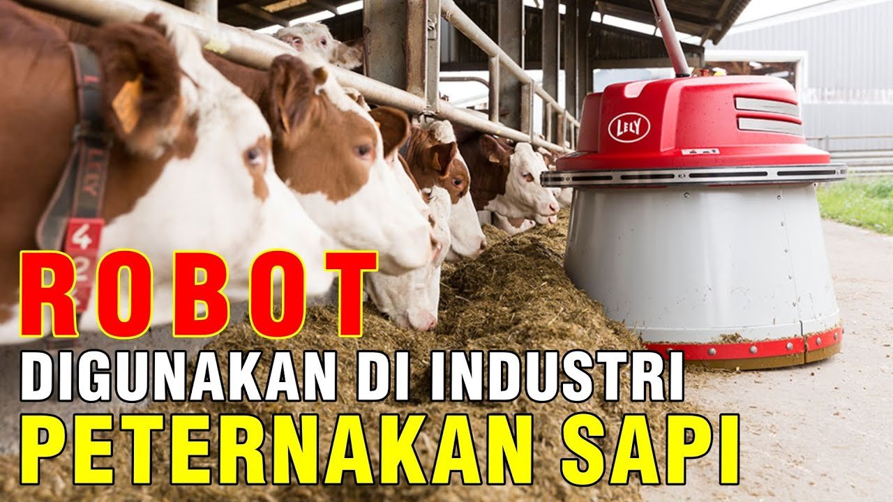 Peternakan Sapi Modern Dengan Bantuan Teknologi Robot.jpg